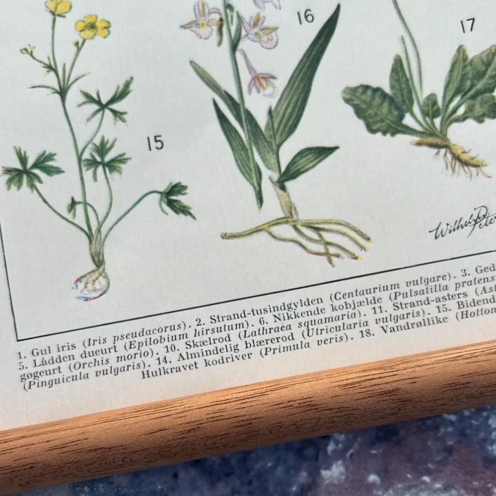 Blomster II